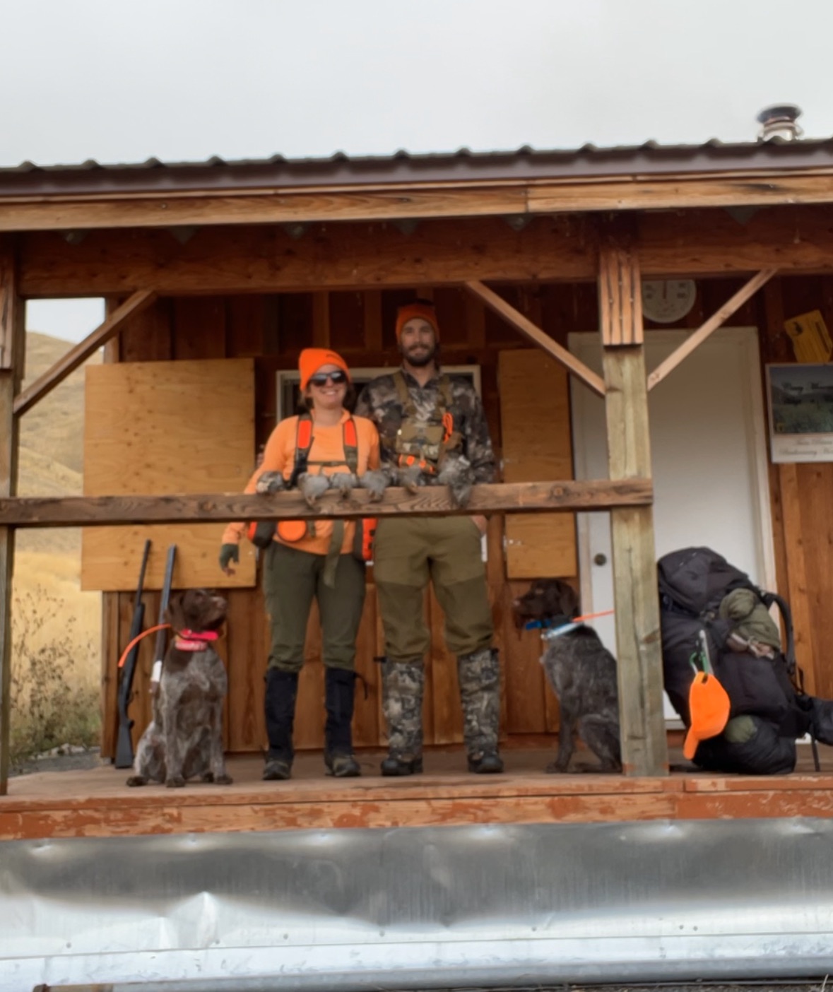 Wirehaired Pointing Griffon Puppies