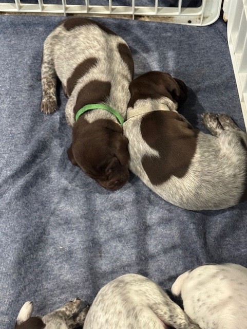 GSP - German Shorthair Pointer Puppies