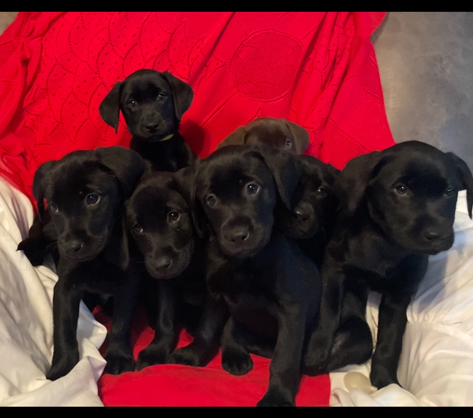 Labrador Retriever Puppies