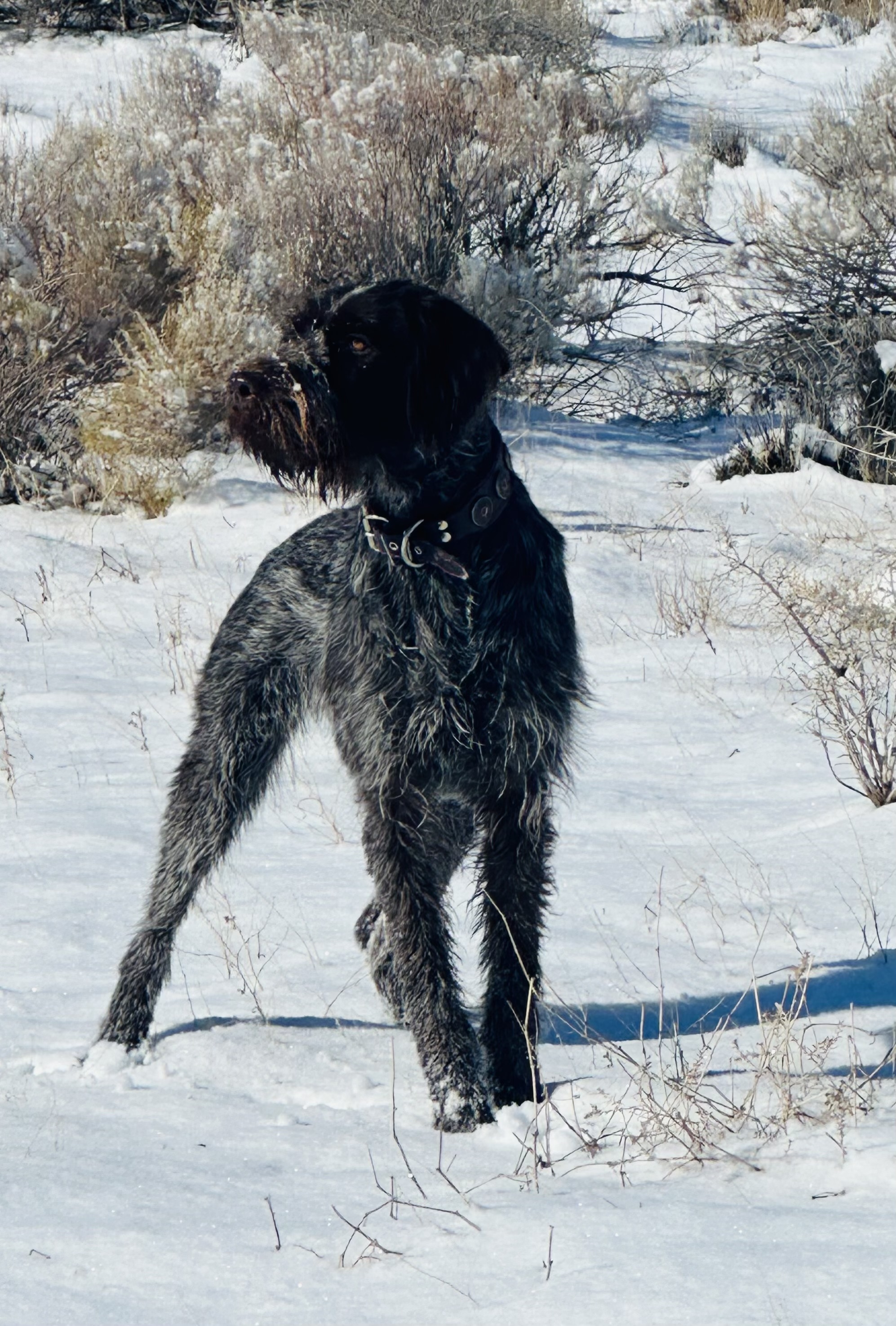 Wiredhaired  Pointing Griffon