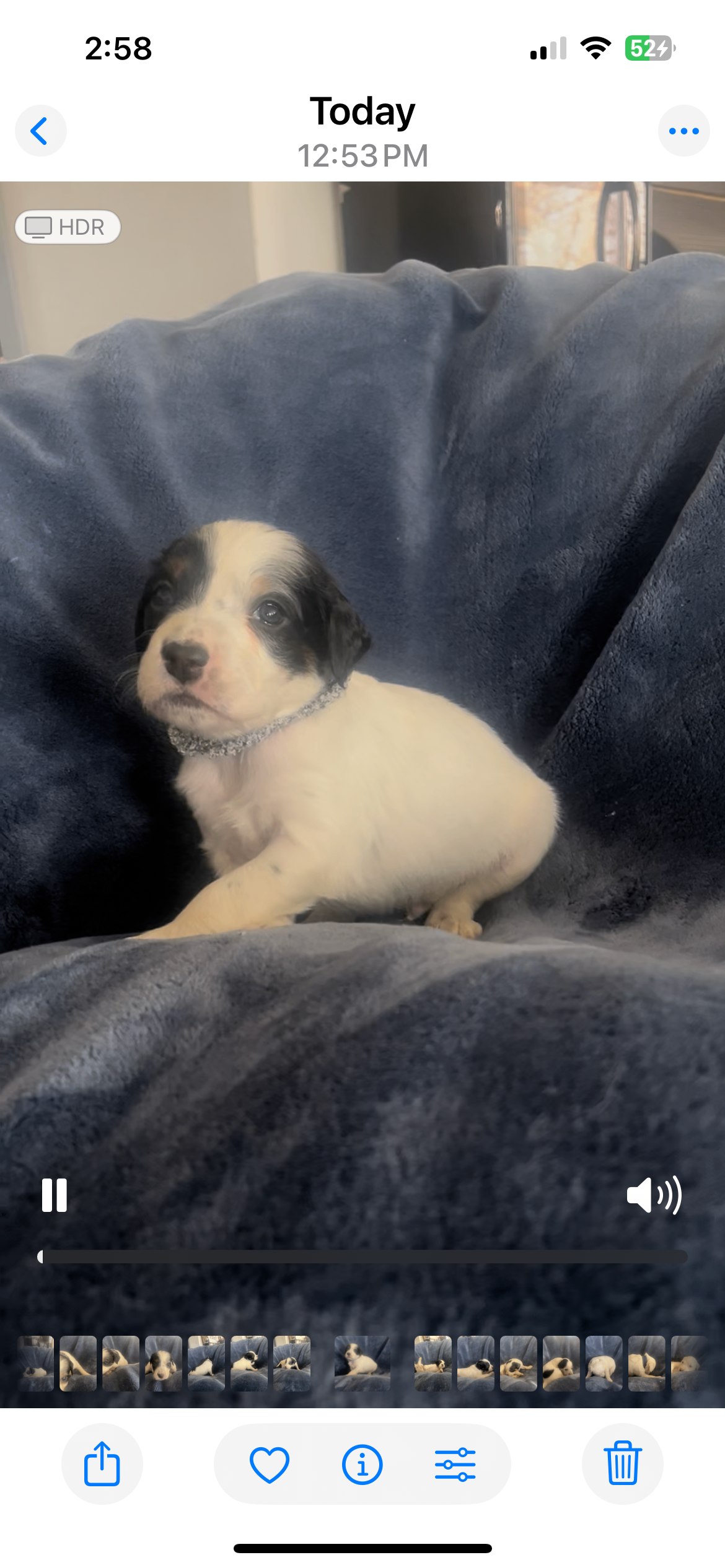 FDSB registered Llewellin Setter pups