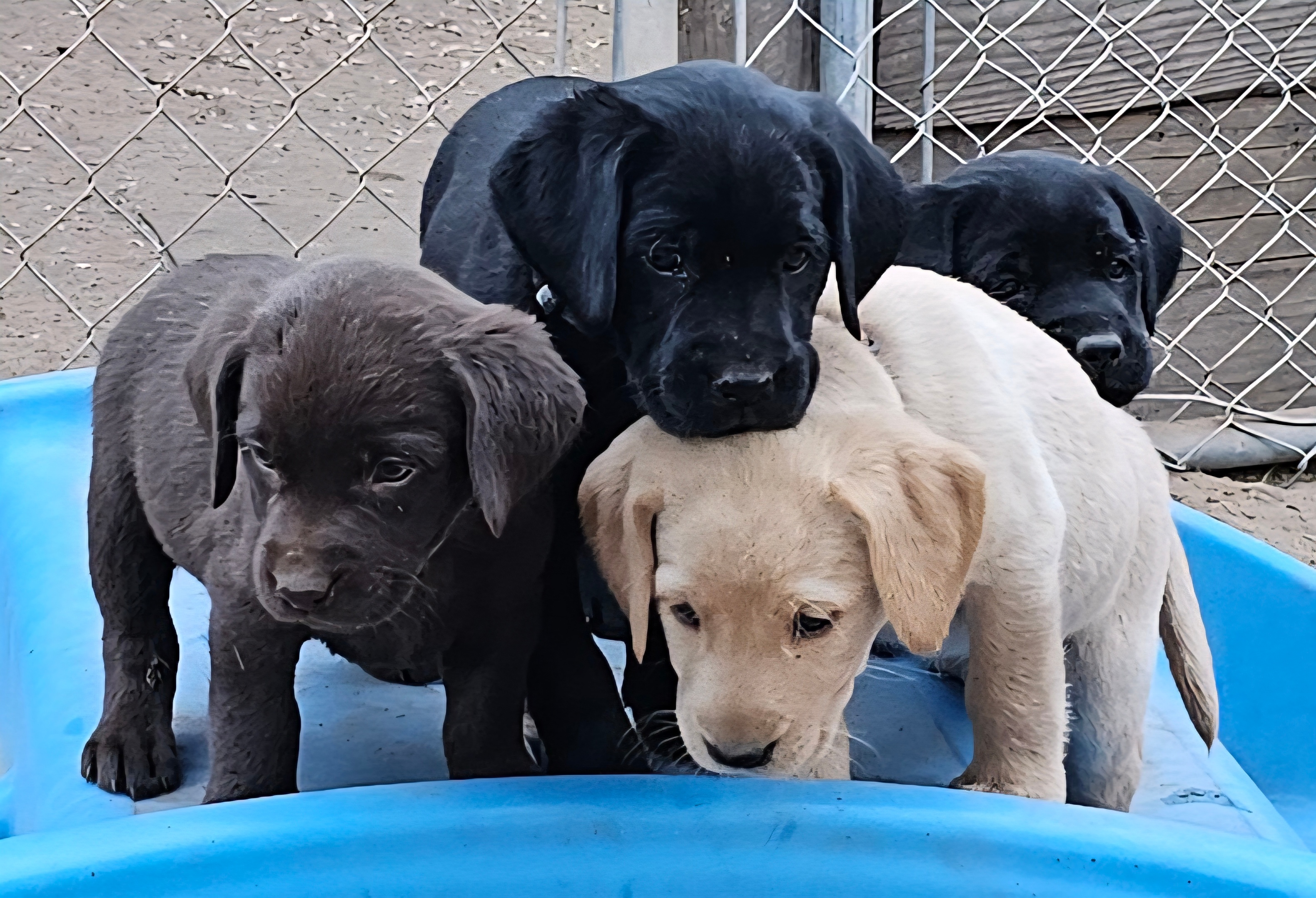 AKC Labrador Retrievers from Hunting Lines