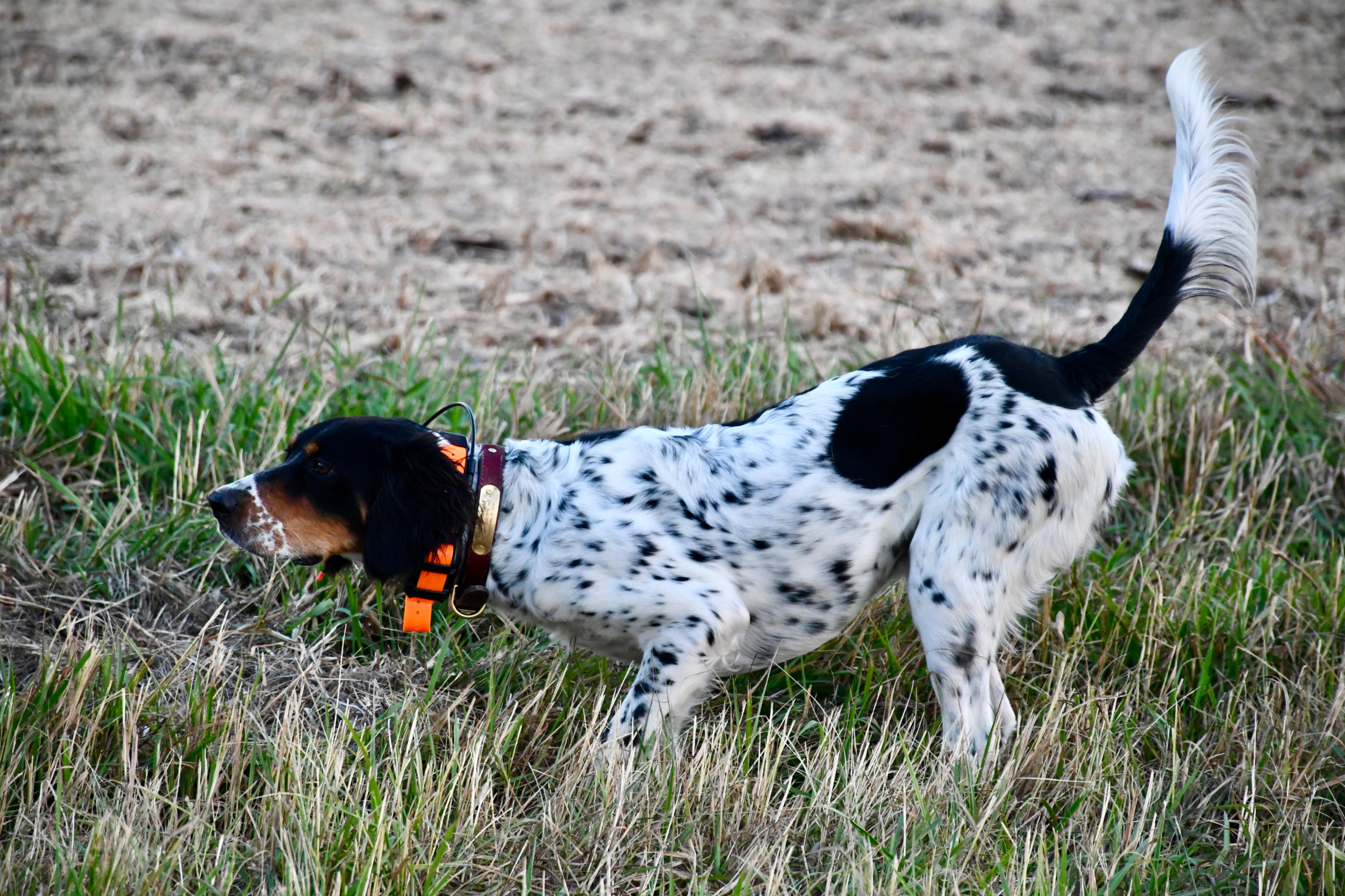2 year old Male English Setter