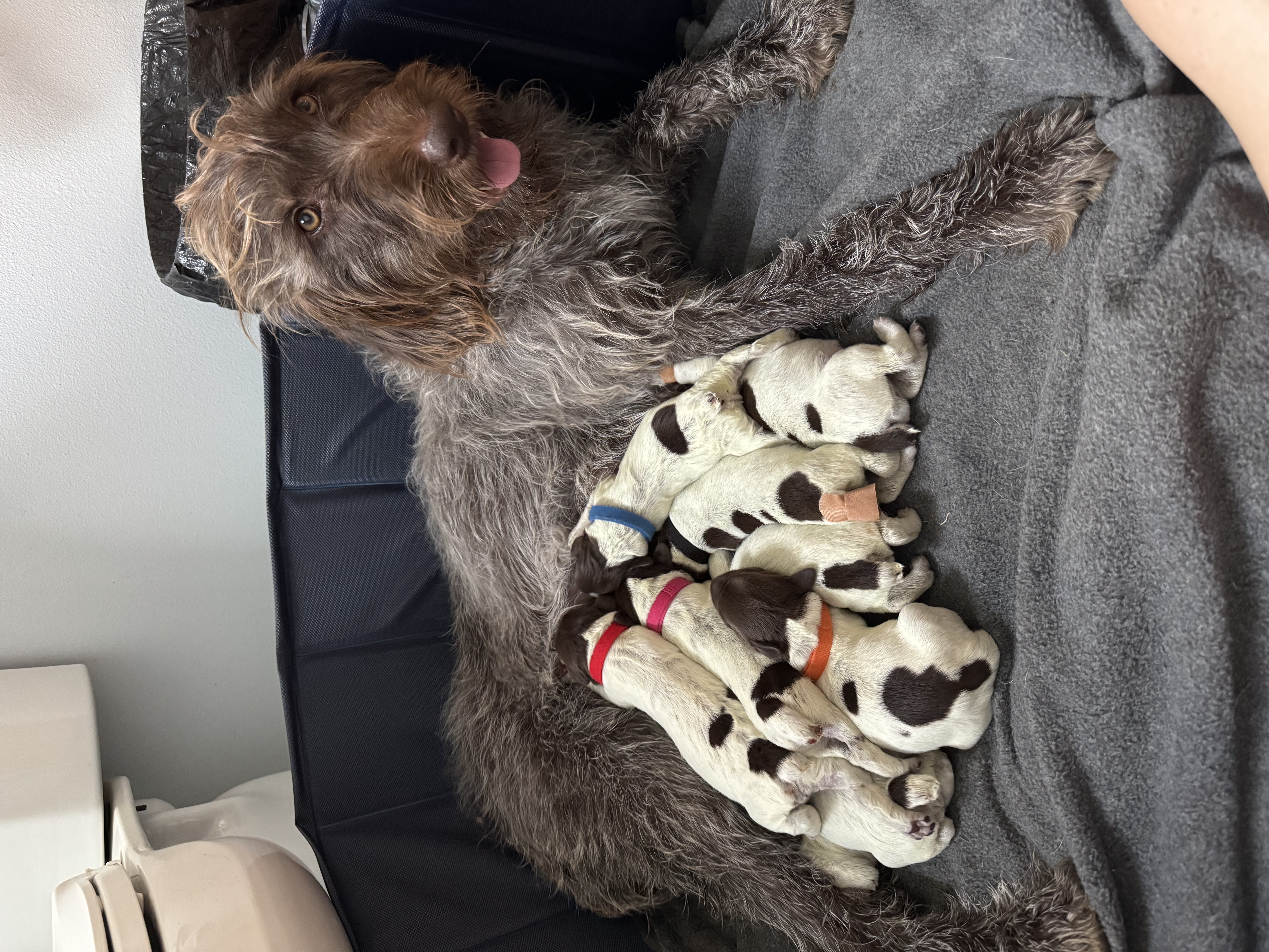 Wire Haired Griffon Pups