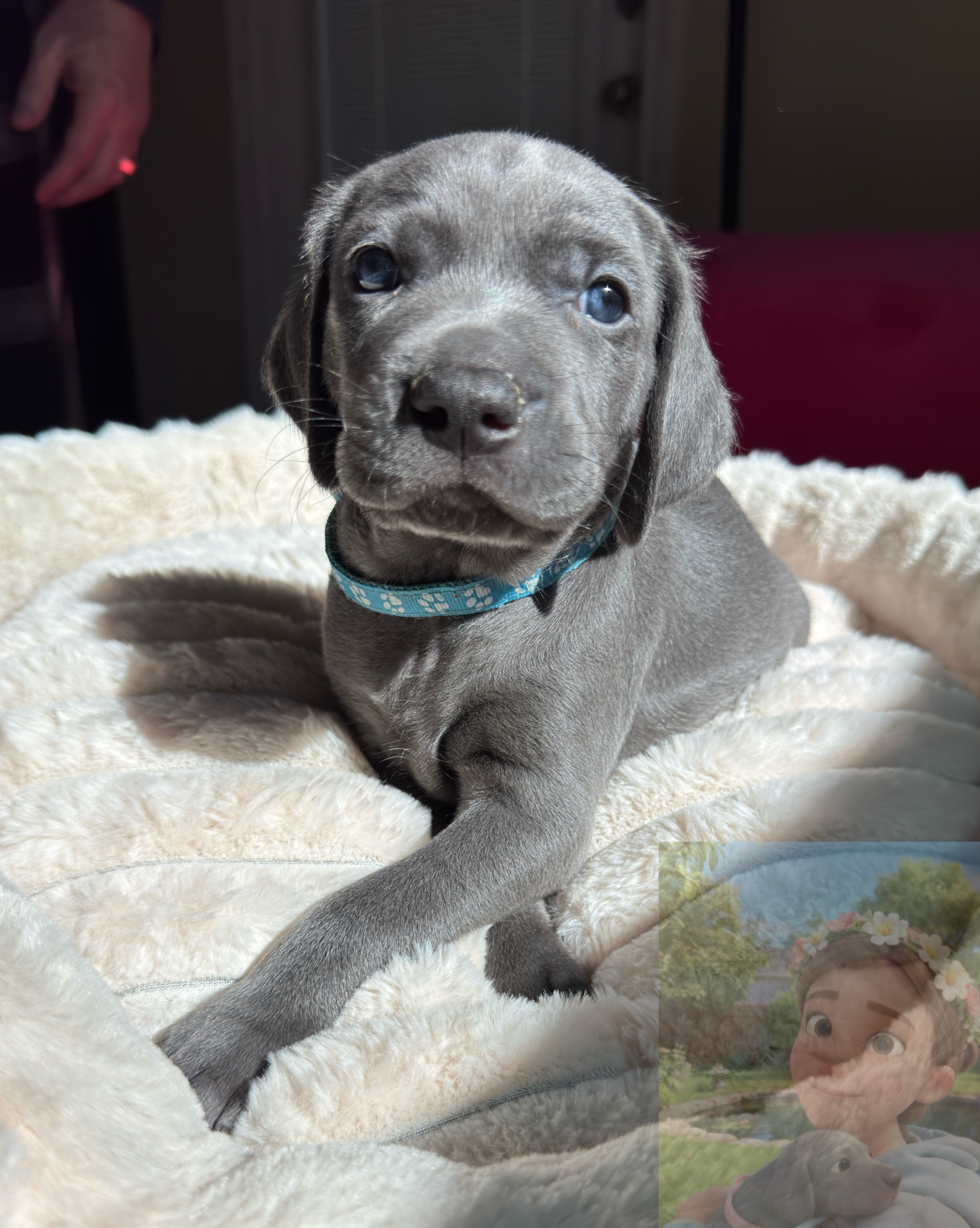 🐾 Adam Junior – Strong, Smart Weimaraner with Hunting Potential 🐾