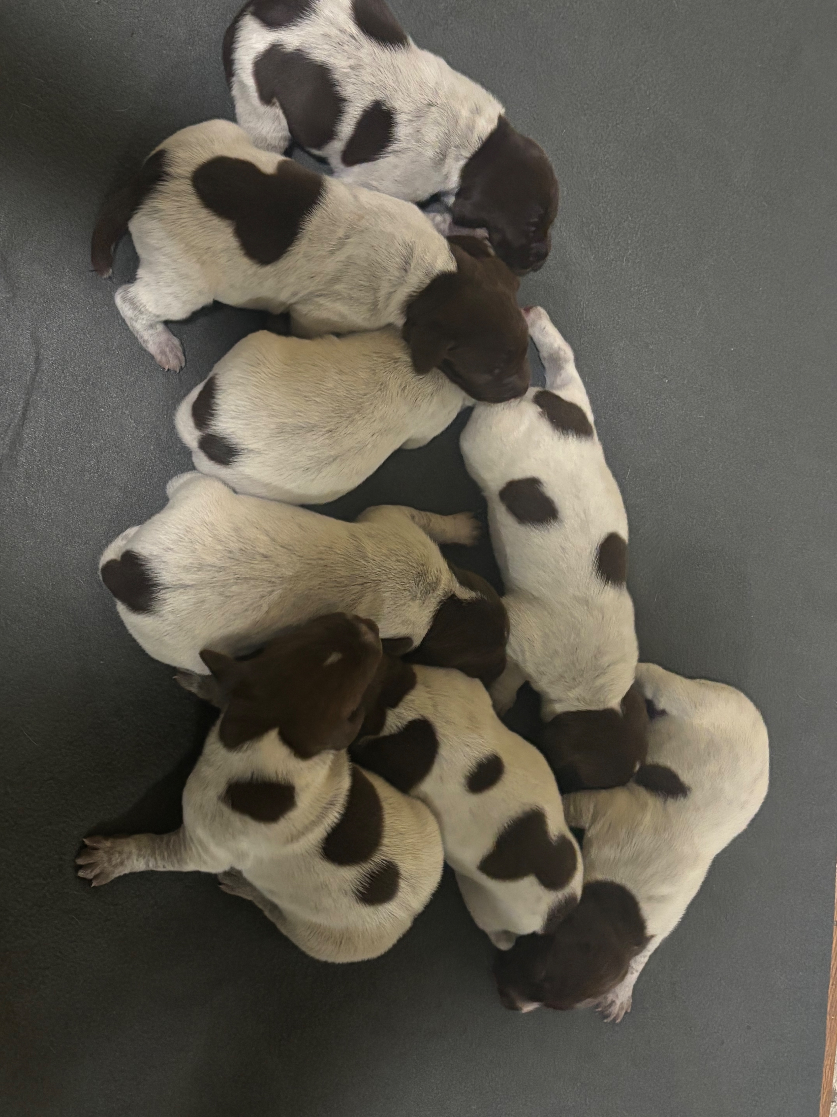 AKC German Shorthaired puppies