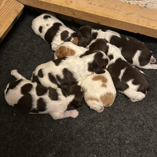 Brittany puppies 