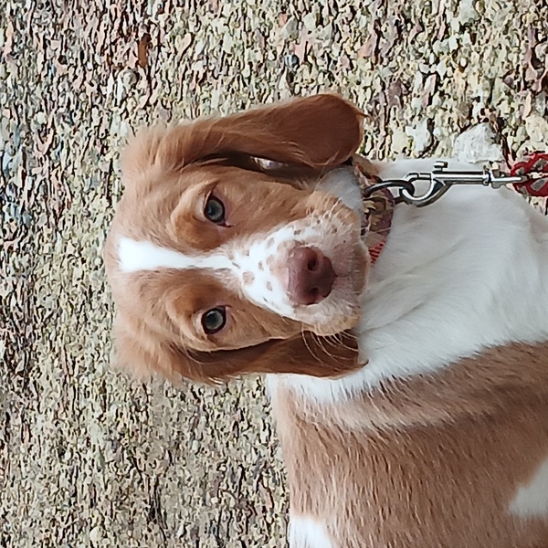 AKC HOF LINES MALE BRITTANY 15wks / Rooster/ Roo 